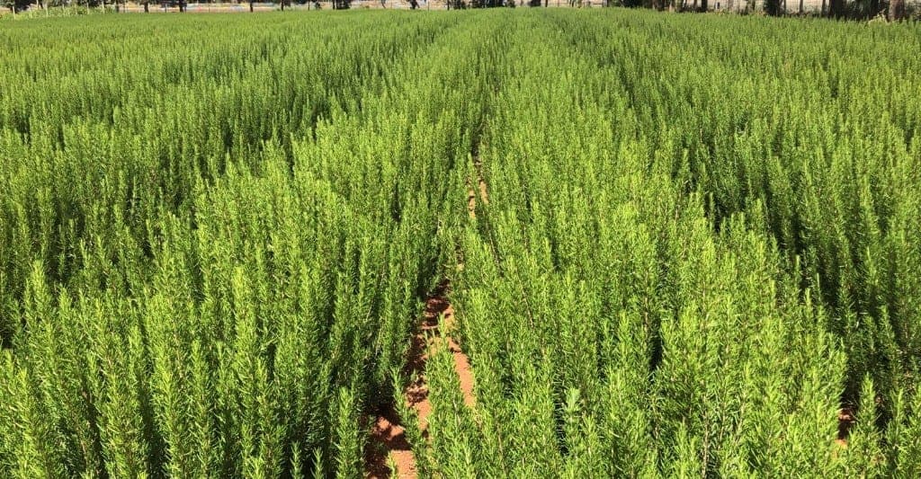 Expansive rosemary fields in Kenya